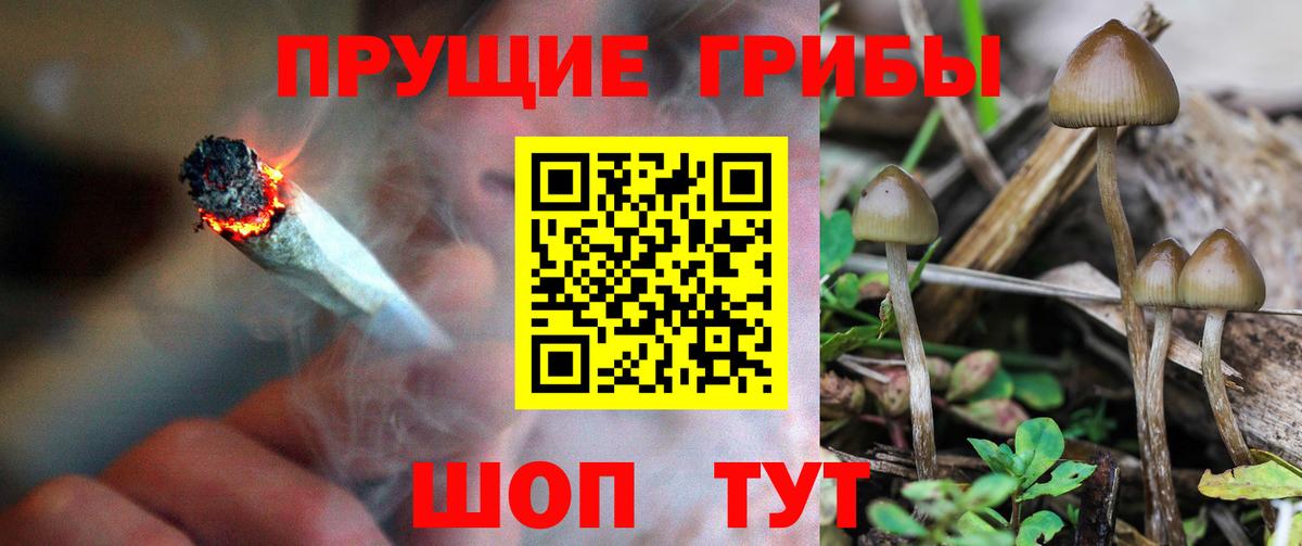 Галлюциногенные грибы Psilocybe Котлас